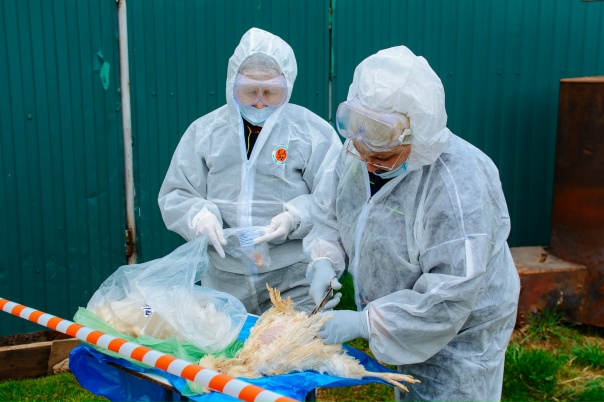 Служба по вывозу трупов животных г. Павловский Посад Московской области