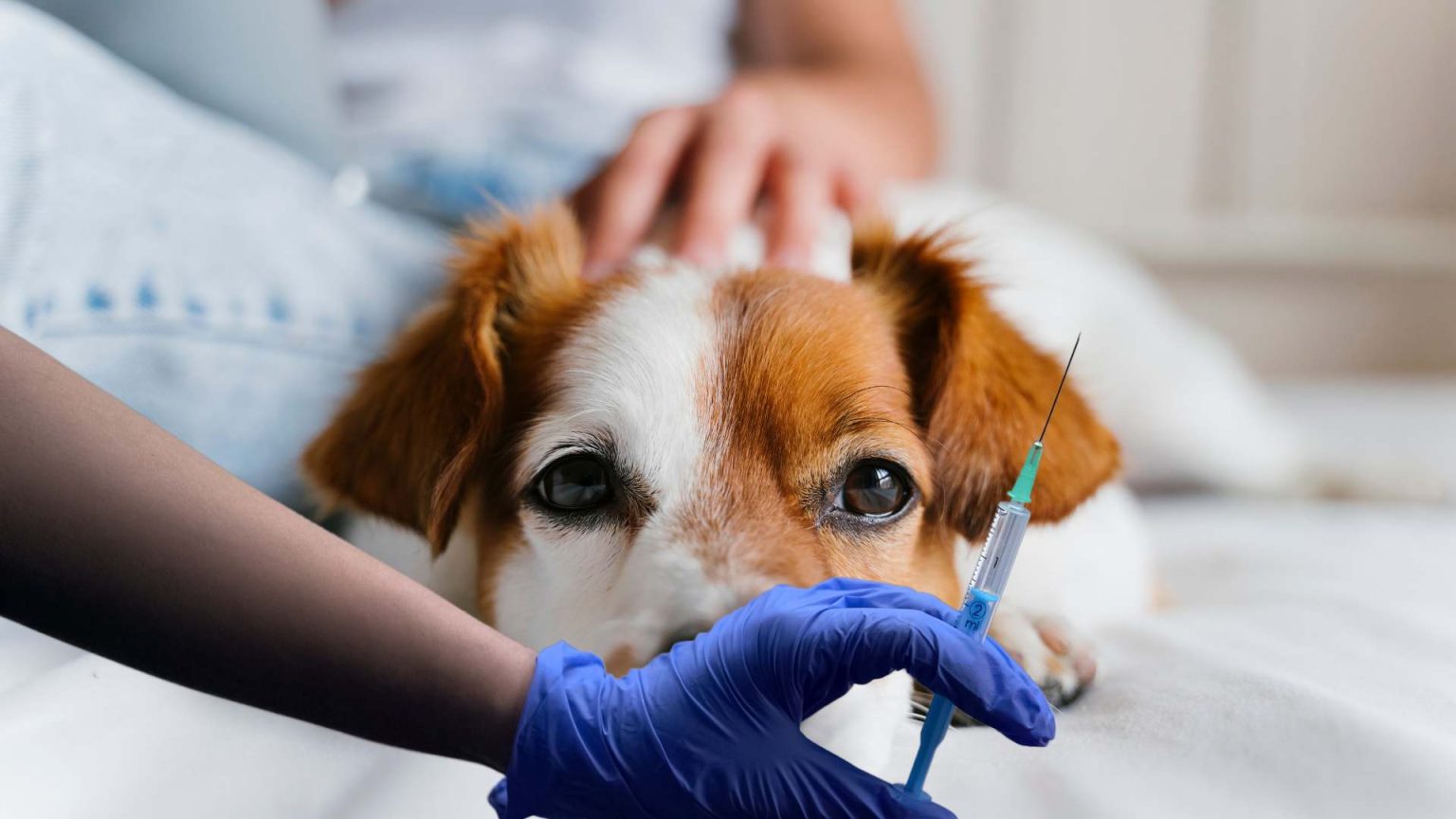 Усыпление животных (собаки, кошки) в г. Павловский Посад Московской области